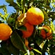 Апельсины везде - середина апреля. Тур Вся Испания